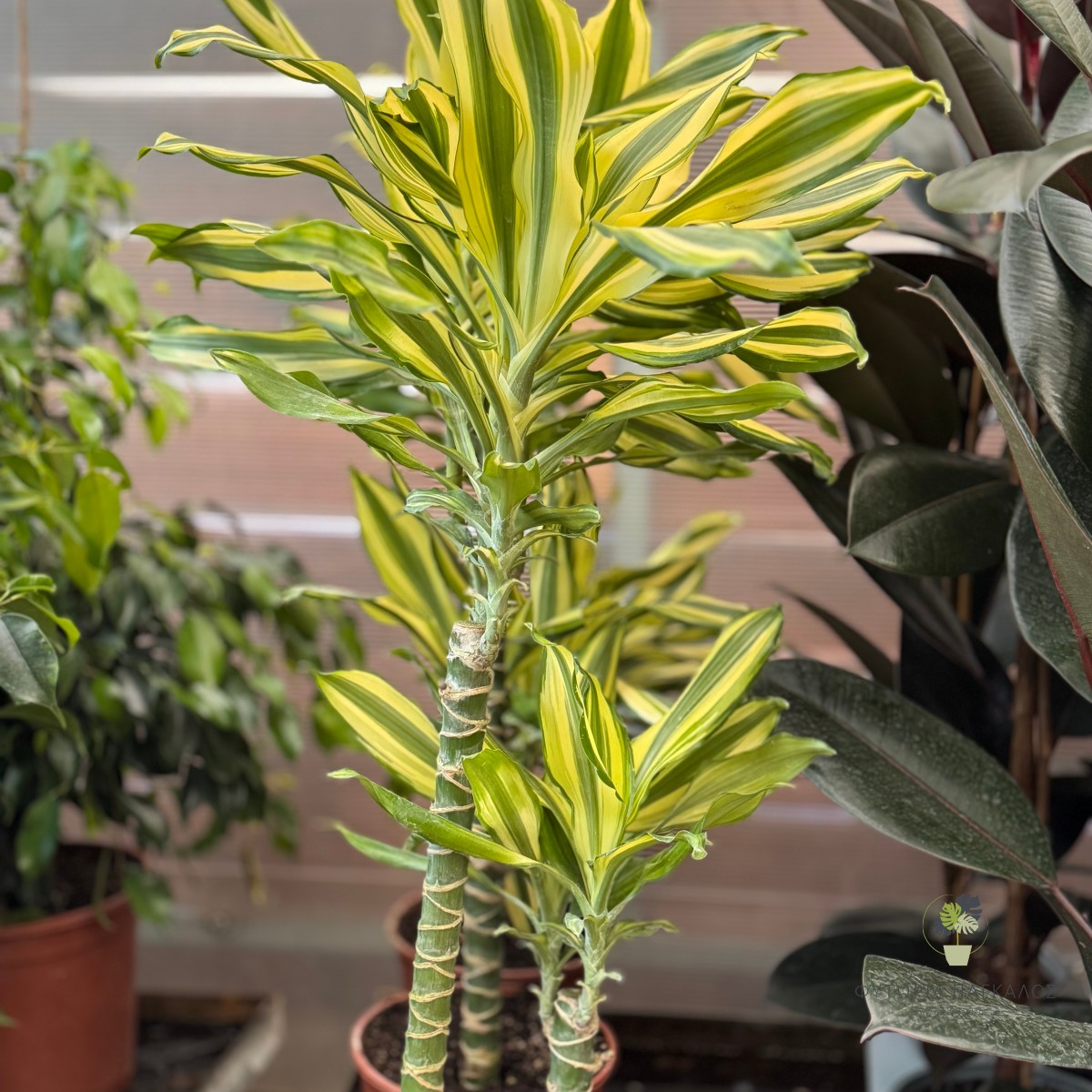 Δράκαινα φραγκρανς (Dracaena fragrans)  - 2